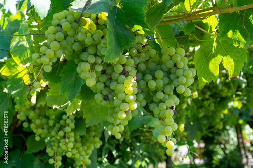 Bunches of white wine muscat grapes ripening on vineyards near Terracina, Lazio, Italy photo