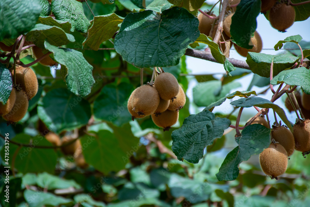 Obraz premium New harvest of ripe green kiwi fruits in orchard