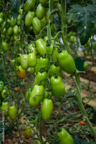 Growing of san marzano salad or sauce tomatoes in greenhouses in Lazio, Italy