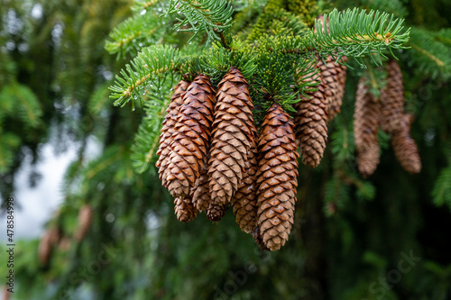 Nature background, evergreen fir free with brown cones drowing in mountains