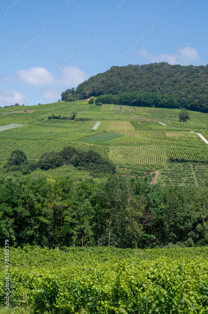 Obraz premium Panoramic view on green hilly vineyards near wine village Chateau-Chalon in Jura, France