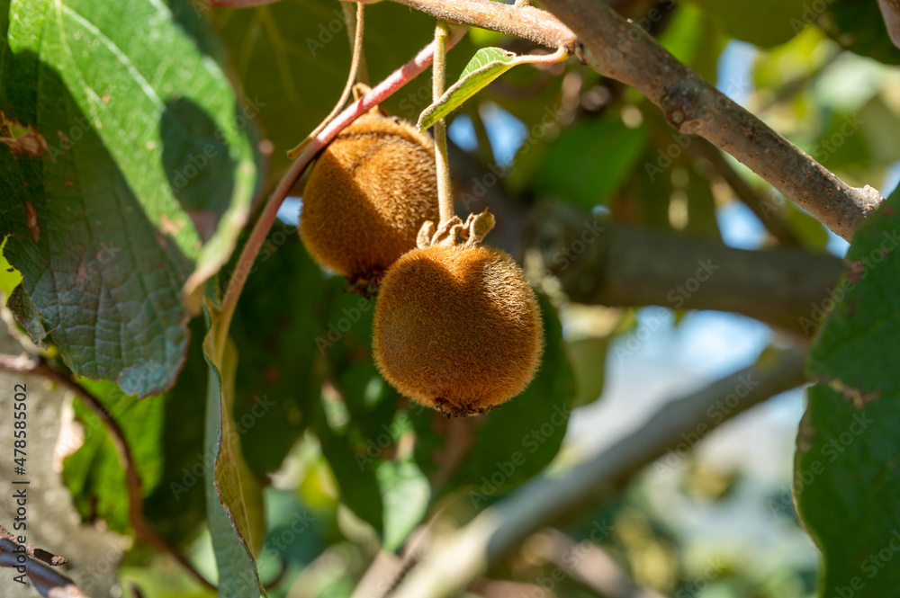 New harvest of ripe green kiwi fruits in orchard New harvest of ripe green kiwi fruits in orchard