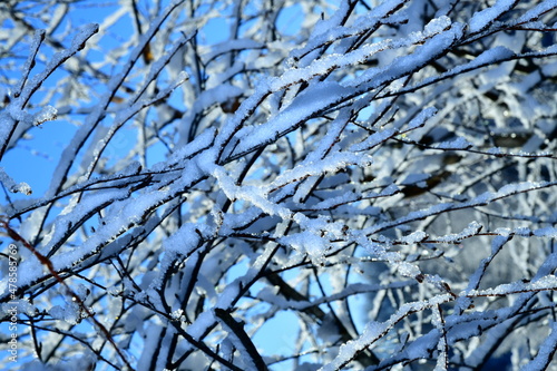 snow on a tree branch on a sunny frosty day