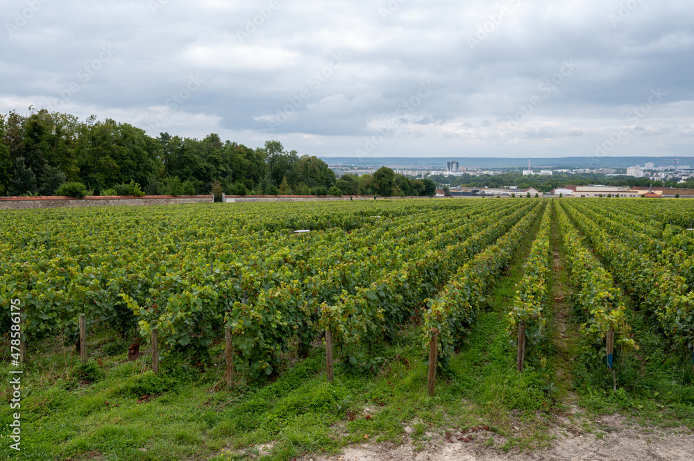 View on green vineyards of famous champagne houses in Reims, France