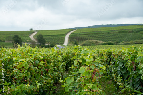 View on green pinot noir grand cru vineyards of famous champagne houses in Montagne de Reims near Verzenay, Champagne, France