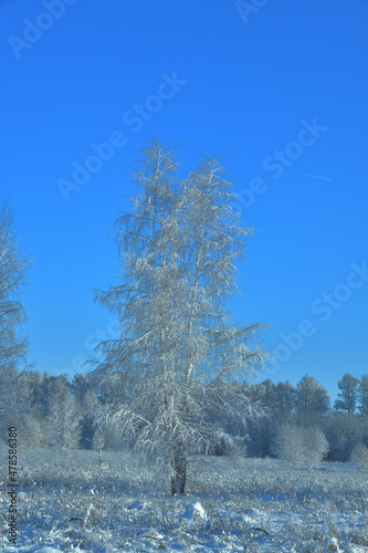 winter landscape with trees on a sunny day and a birch tree in the near future
