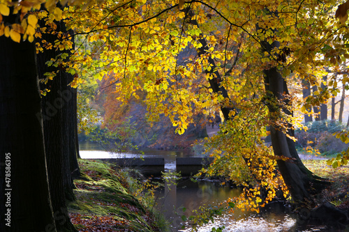 autumn in the park  Schaffelaarse Bos  Barneveld  Netherlands 