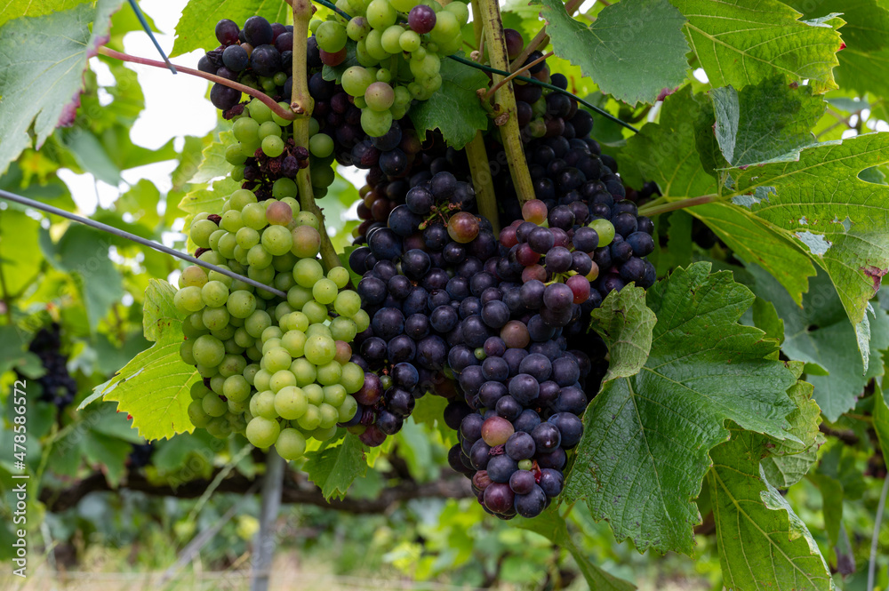 Pinot noir wine grapes ripening on grand cru vineyards of famous champagne houses in Montagne de Reims near Verzenay, Champagne, France