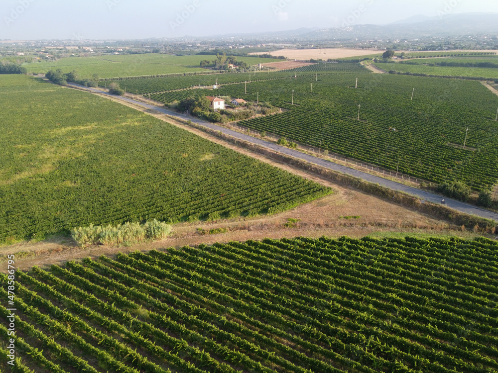 Aerial view on green vineyards near Latina, Lazio, wine making in Italy
