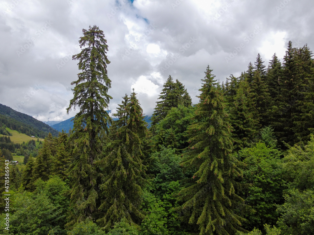 Panoramic view on green Alpine spruce and pine tree forests and meadows near Saint-Gervais-les-Bains, Savoy. France Panoramic view on green Alpine spruce and pine tree forests and meadows near Saint-Gervais-les-Bains, Savoy. France