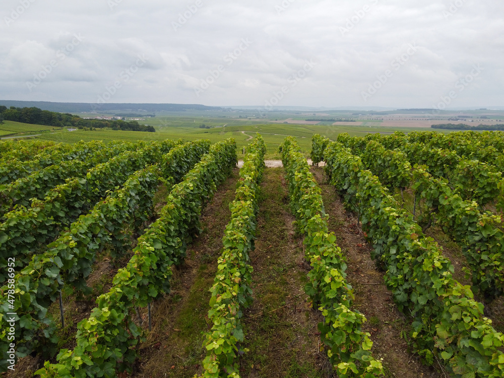 View on green pinot noir grand cru vineyards of famous champagne houses in Montagne de Reims near Verzenay, Champagne, France