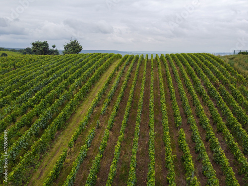 View on green pinot noir grand cru vineyards of famous champagne houses in Montagne de Reims near Verzenay  Champagne  France