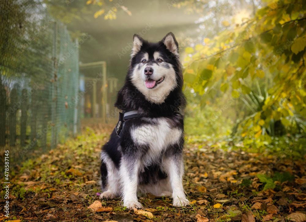 Obraz premium My love dog malamute