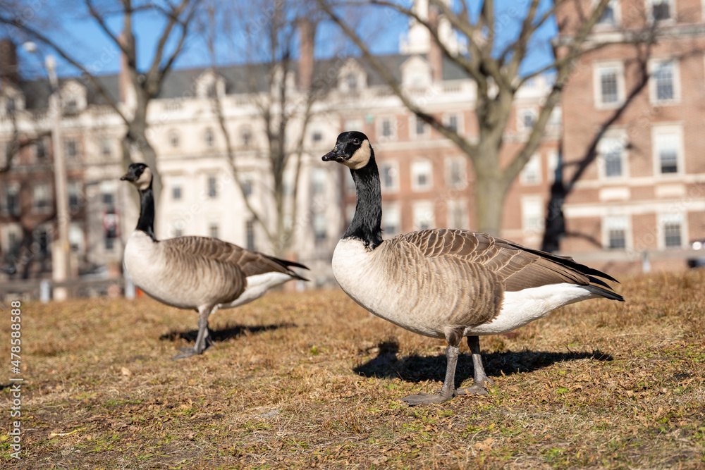 Geese on grass Geese on grass