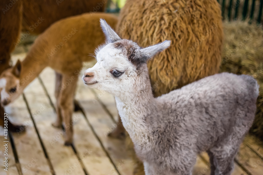 Portrait of cute little alpaca at agricultural animal exhibition, trade show. Farming, family, agriculture industry, livestock, animal husbandry concept Portrait of cute little alpaca at agricultural animal exhibition, trade show. Farming, family, agriculture industry, livestock, animal husbandry concept