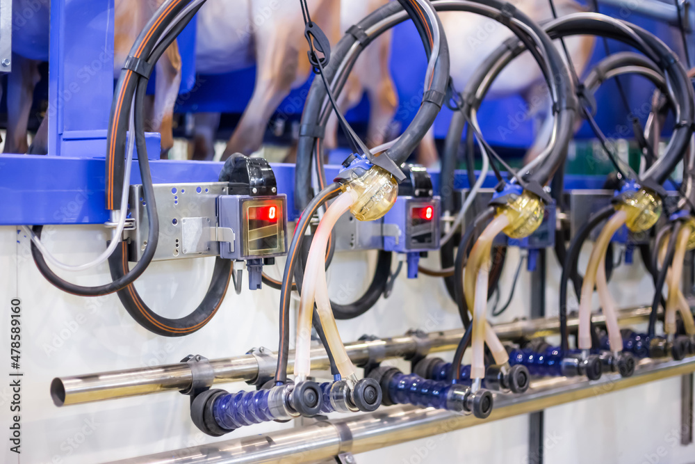 Obraz premium Automated goat milking suction machine with teat cups at cattle dairy farm, exhibition, trade show: close up. Farming, automated technology equipment, agriculture industry, animal husbandry concept