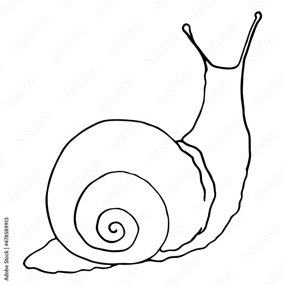 Drawing with snail lines. A hand-drawn sketch-style snail with a spiral