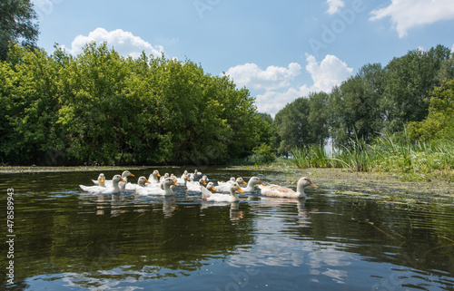A group of home ducks swims on the river © evgeny