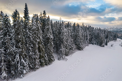 Snow Covered Spruce Trees in Winter