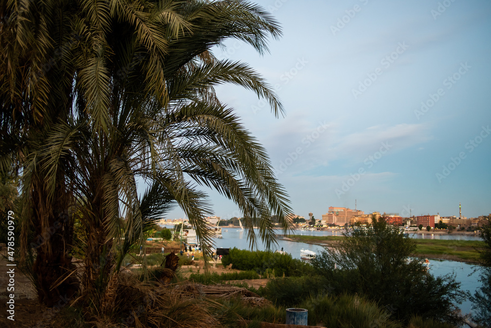 Palm trees near the river Nile