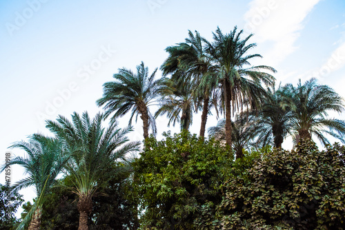 Palm trees near the river Nile