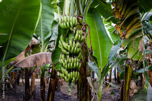 Banana plantation. Industrial cultivation of bananas