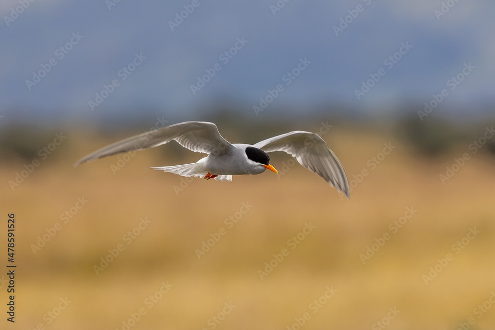 Black-fronted Tern Endemic to New Zealand Black-fronted Tern Endemic to New Zealand