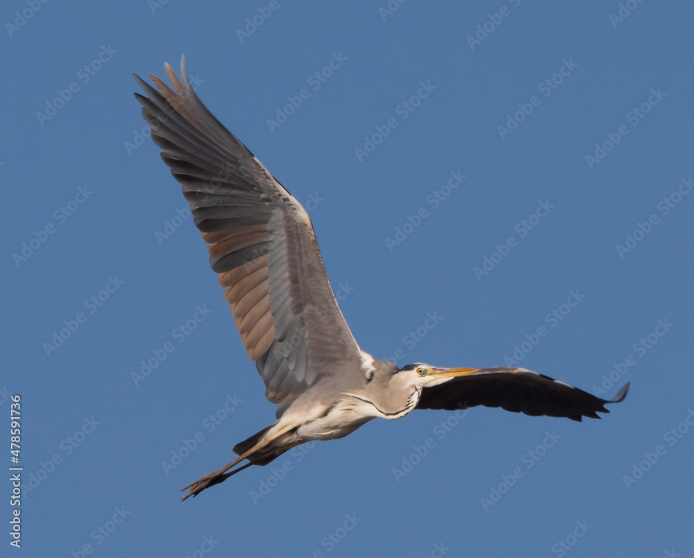 Obraz premium Closeup of a Great Blue Heron in flight against a blue sky background.