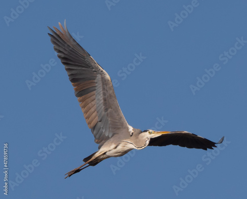 Closeup of a Great Blue Heron in flight against a blue sky background. © shim11