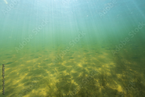 Carta da parati Natural underwater seascape, sand on the sea floor and water surface with sunlight