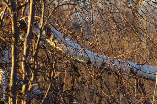 Wallpaper Mural Late autumn. Trees without leaves Torontodigital.ca