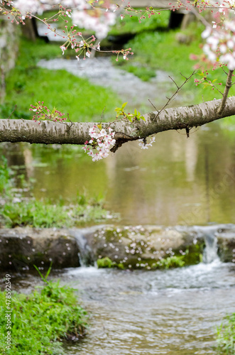 Sakura tree branch with some small new flowers growing at Itzumo Taisha gardens