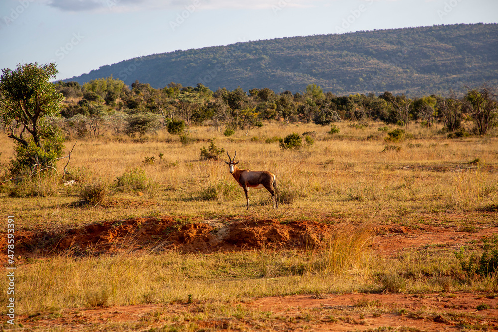 Fototapeta premium African Antelope Standing Alone in a Field in South Africa
