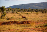 African Antelope Standing Alone in a Field in South Africa