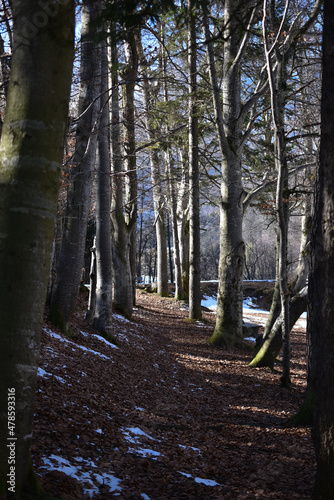 forest path in winter