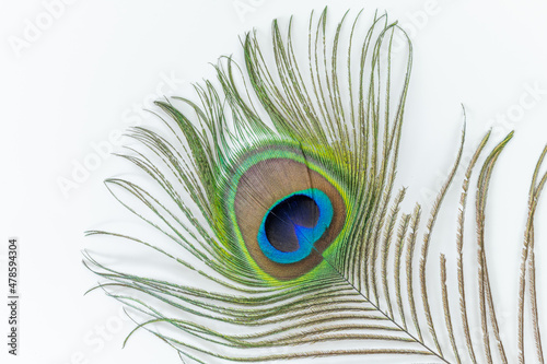 Peacock feather in detail. Macro photography, white background.
