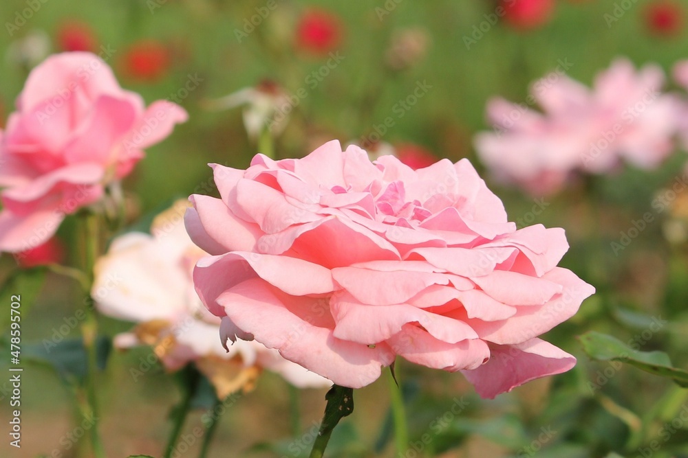 Obraz premium Flower