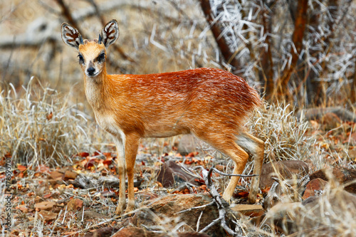 Steenbok in Kruger National Park, South Africa. photo