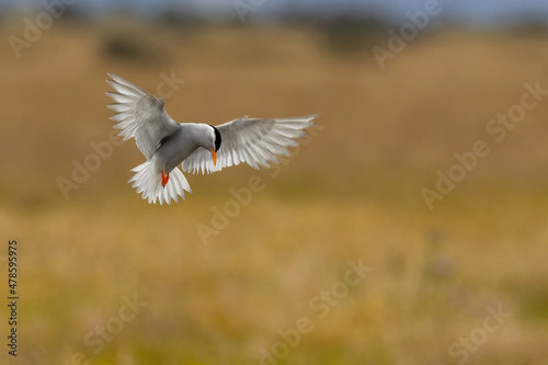 Black-fronted Tern Endemic to New Zealand © Imogen