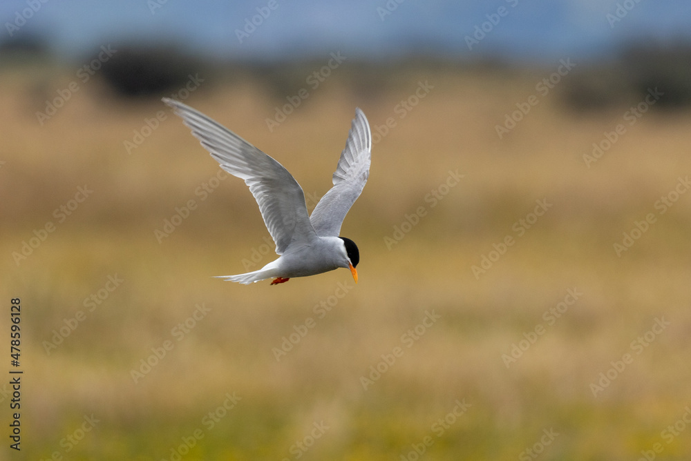 Black-fronted Tern Endemic to New Zealand Black-fronted Tern Endemic to New Zealand