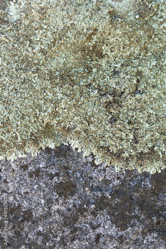 Canvas Print Lichen growing on a rock texture