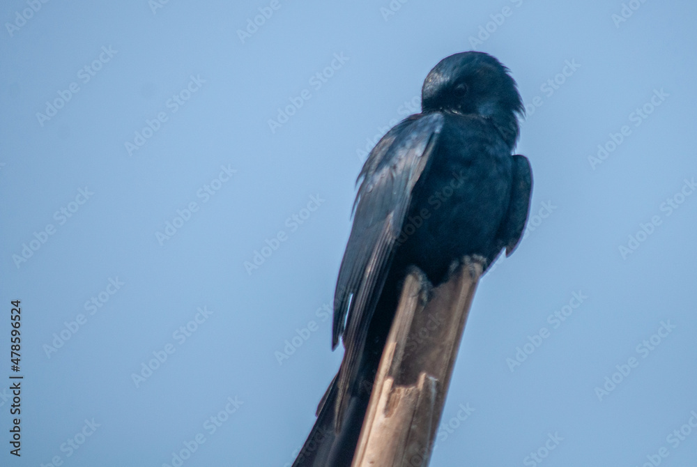 Fototapeta premium blue bird on a branch