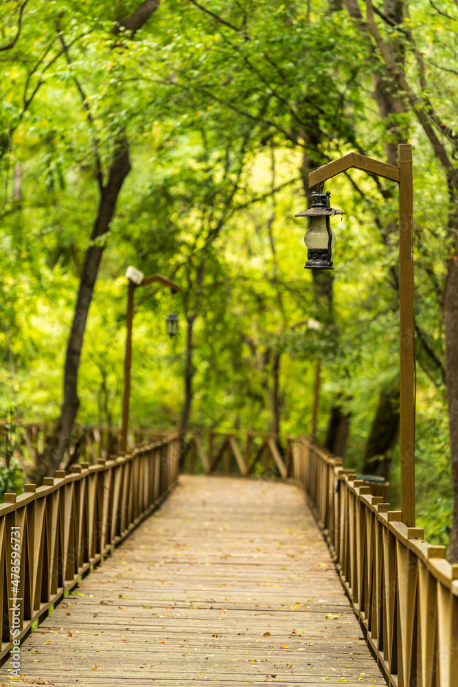 Empty forest with wooden path, empty road Empty forest with wooden path, empty road