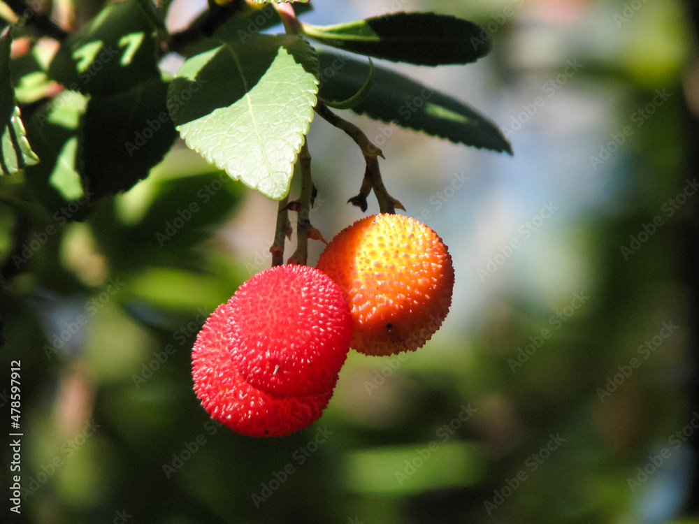 Obraz premium Beautiful forest fruit.