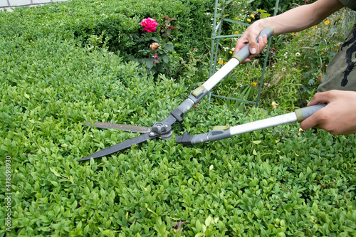 Hands with scissors for cutting bushes over a boxwood bush. Trimming bushes in the garden