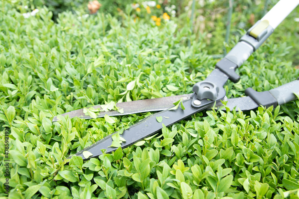 Obraz premium Scissors for cutting bushes over a boxwood bush. Trimming bushes in the garden