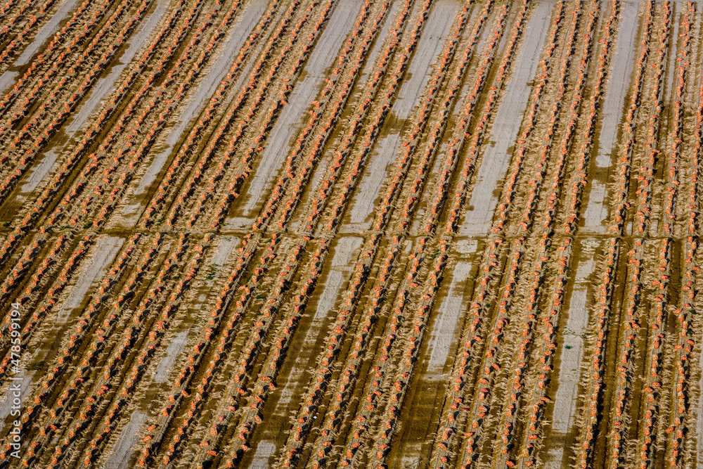 Agriculture Farm Vegetable Harvest Los Molinos Peru Agriculture Farm Vegetable Harvest Los Molinos Peru
