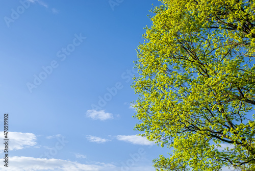 A large tree crown on a blue sky background. Well-kept garden. Spring motif for the design.