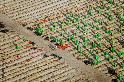 Agriculture Farm Vegetable Harvest Los Molinos Peru photo