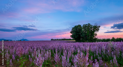 lavender field at sunset © Ana Tramont
